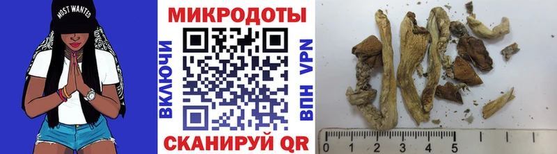 Купить закладки  Каменногорск  Галлюциногенные грибы Psilocybe 